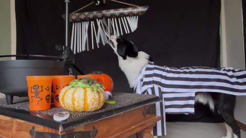 Talented Dog Composes Music For Halloween