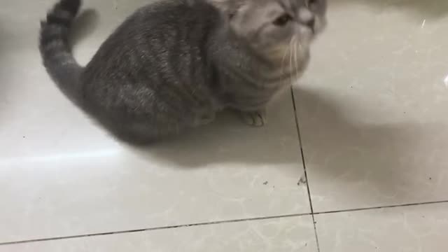 The cat that stood up to play with the cat stick