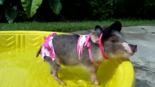 Mini pig in Bikini!