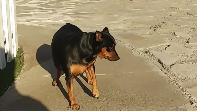 Funny dog refusing to obey his owner - affected by the hot temperature