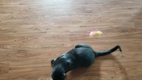 20240830 112459 Tux Playing with Expiring Bug Toy