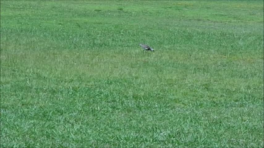 aves queltehues