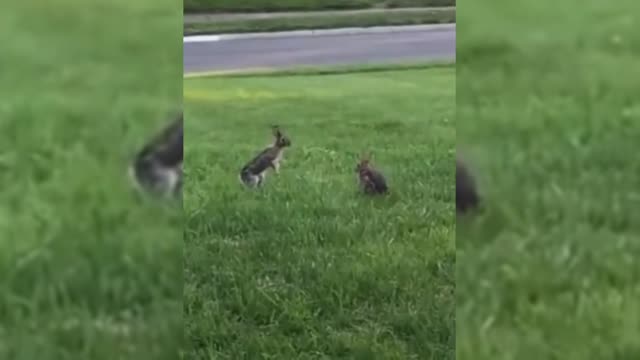 two funny rabbits