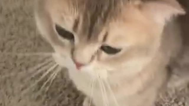 Funny cat videos