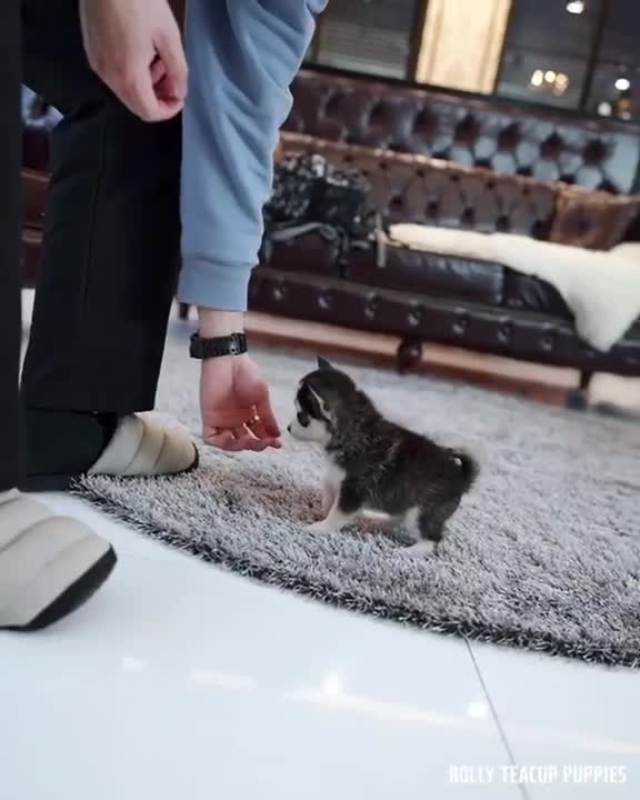 Micro Huscky 😍 Cute
