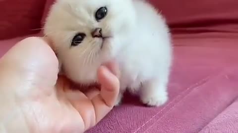 Cute cat 😸