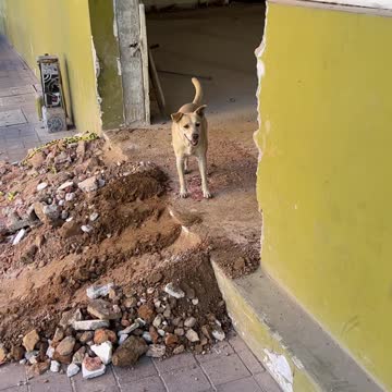 typical dog sighting