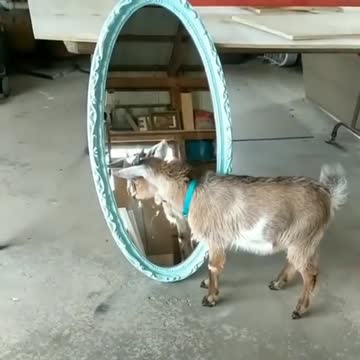 Goat VS mirror