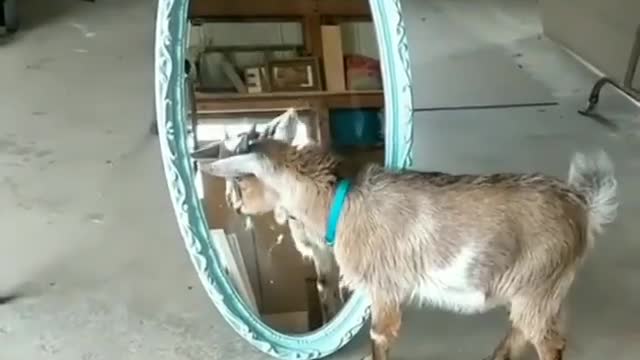 Goat VS mirror