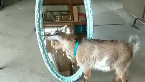 Goat VS mirror