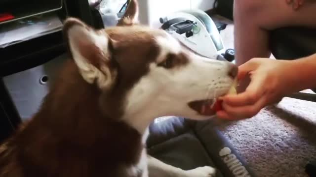 Stubborn Husky Dog Videos 😁😇 Best Funny Animal Videos 2022 😺 Funny Dog Videos 2022 😁