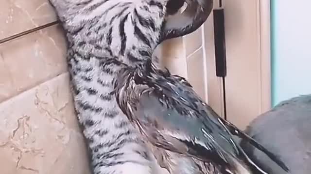 Cats bullied by a duck