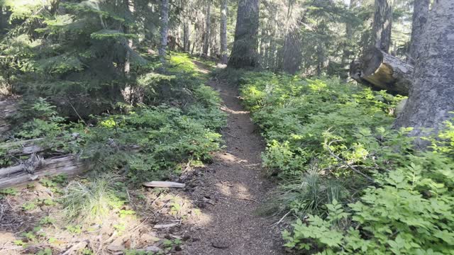 Hiking Up Crescent Mountain Trail – Willamette National Forest – Central Oregon – 4K