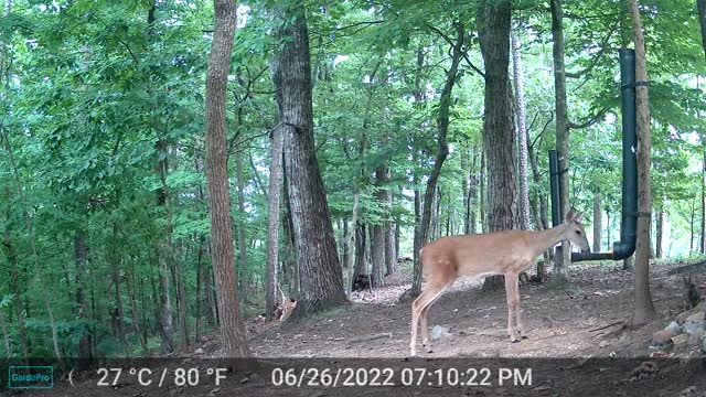 The Woods - 06/27/2022