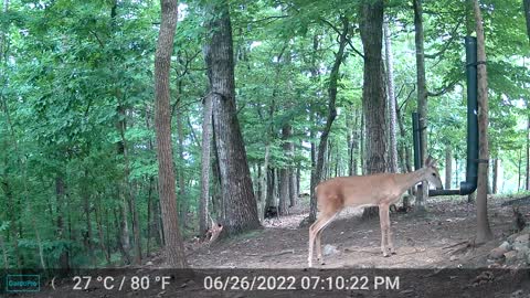 The Woods - 06/27/2022