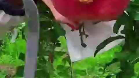 enjoy amazing fruits of china