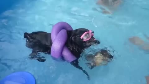 😂 Funniest Cats and Dogs Videos 😺🐶 #25