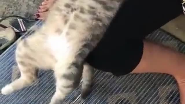 Cat gets a massage