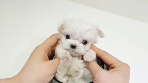 mini video cute puppy