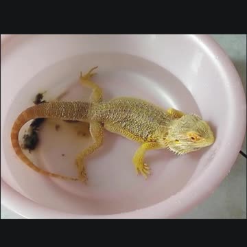 Bearded Dragon pooping