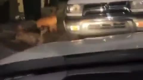 Guy destroys 2.5 pitbulls with a 2by6