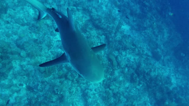 Buzos tiene un inesperado encuentro cercano con hambrientos tiburones