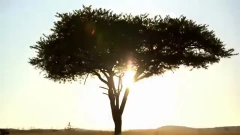 ETHNIC AFRICAN MUSIC !! RELAXING MUSIC !!!!