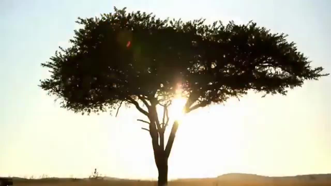 ETHNIC AFRICAN MUSIC !! RELAXING MUSIC !!!!