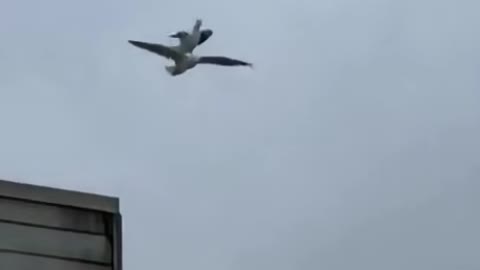 A Seagull Carrying Another Seagull On Its Back Whilst Flying