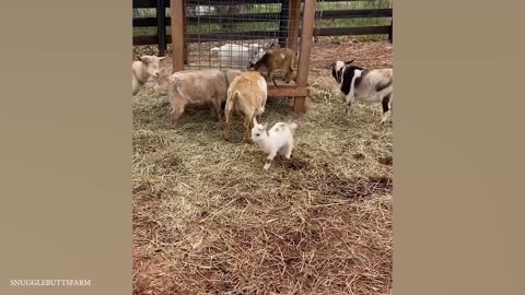 This is why GOATS are the FUNNIEST ANIMALS