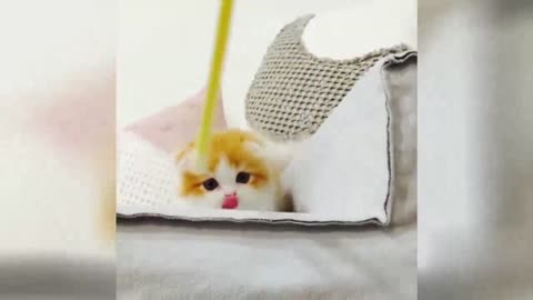 Cute Cat doing funny Comedy Activities