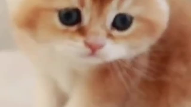 Watching cats with a baby chicken is a beautiful thing
