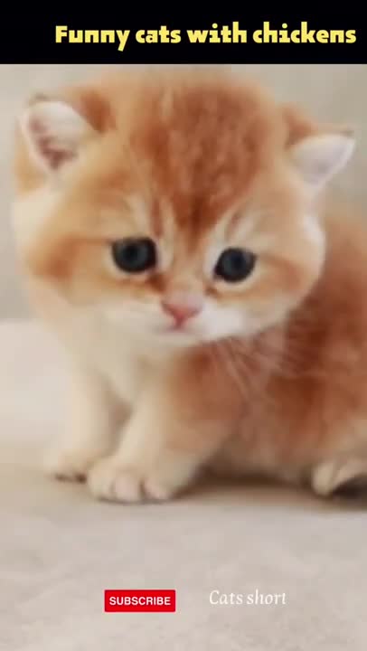 Watching cats with a baby chicken is a beautiful thing