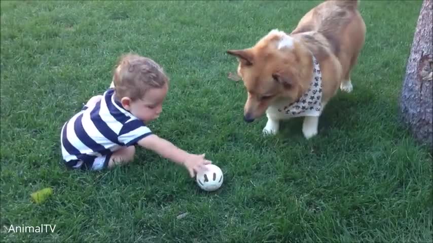 Corgi Are The Best - CUTEST Compilation