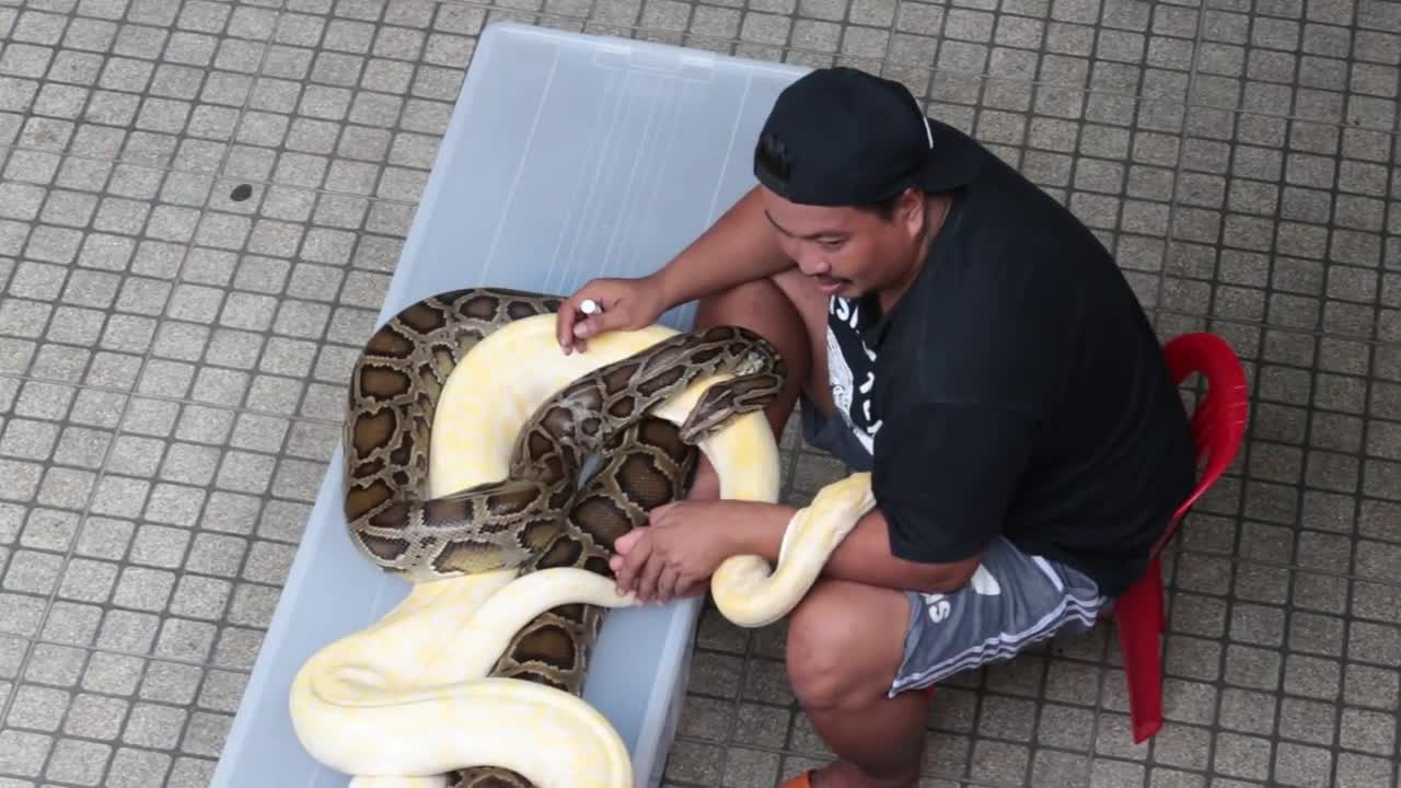 Pattaya, Thailand on November 24 a man with two hand snakes
