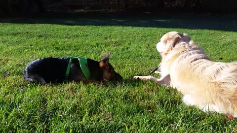 German Shepherd Puppy Wants to Steal Golden Retriever Dog's Stick & Chew On It