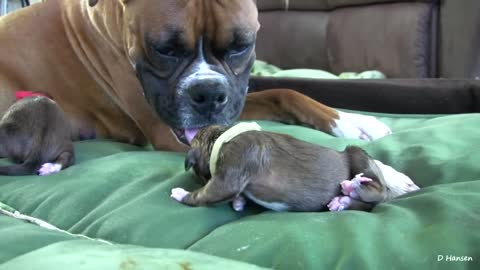 Amazing Birth While Standing