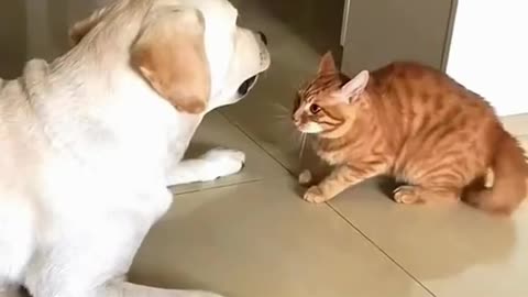 Two dogs playing together