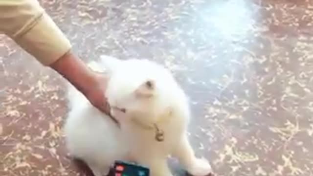 A Beautiful Baby Cat Act like An Actor