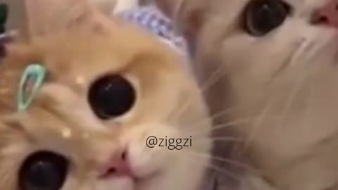 why so cute this cat