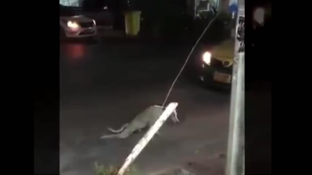 High level acting of street dog