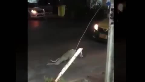 High level acting of street dog