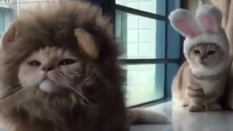 Why is this kitten so like a lion