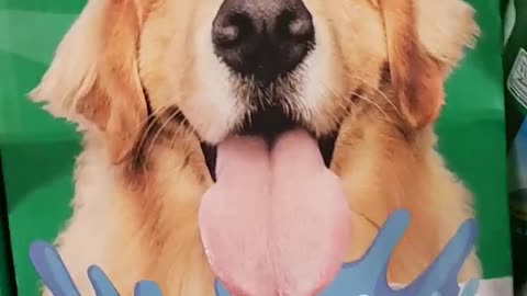 Funny Dog! 👍 🦸_♂️ 🧧