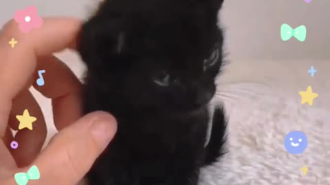 a little black cat