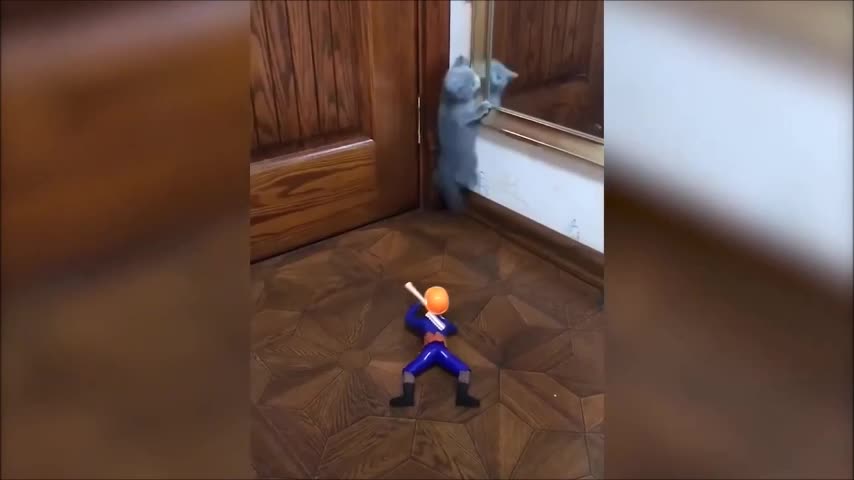 cat fumbling with the toy
