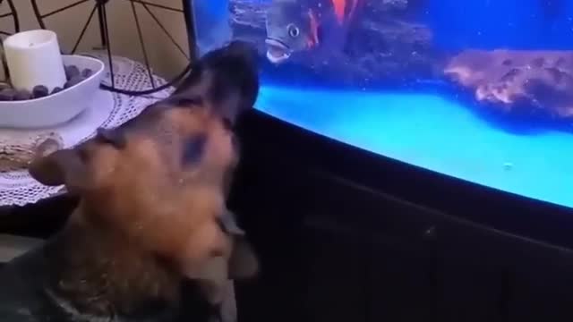 the dog and the fish