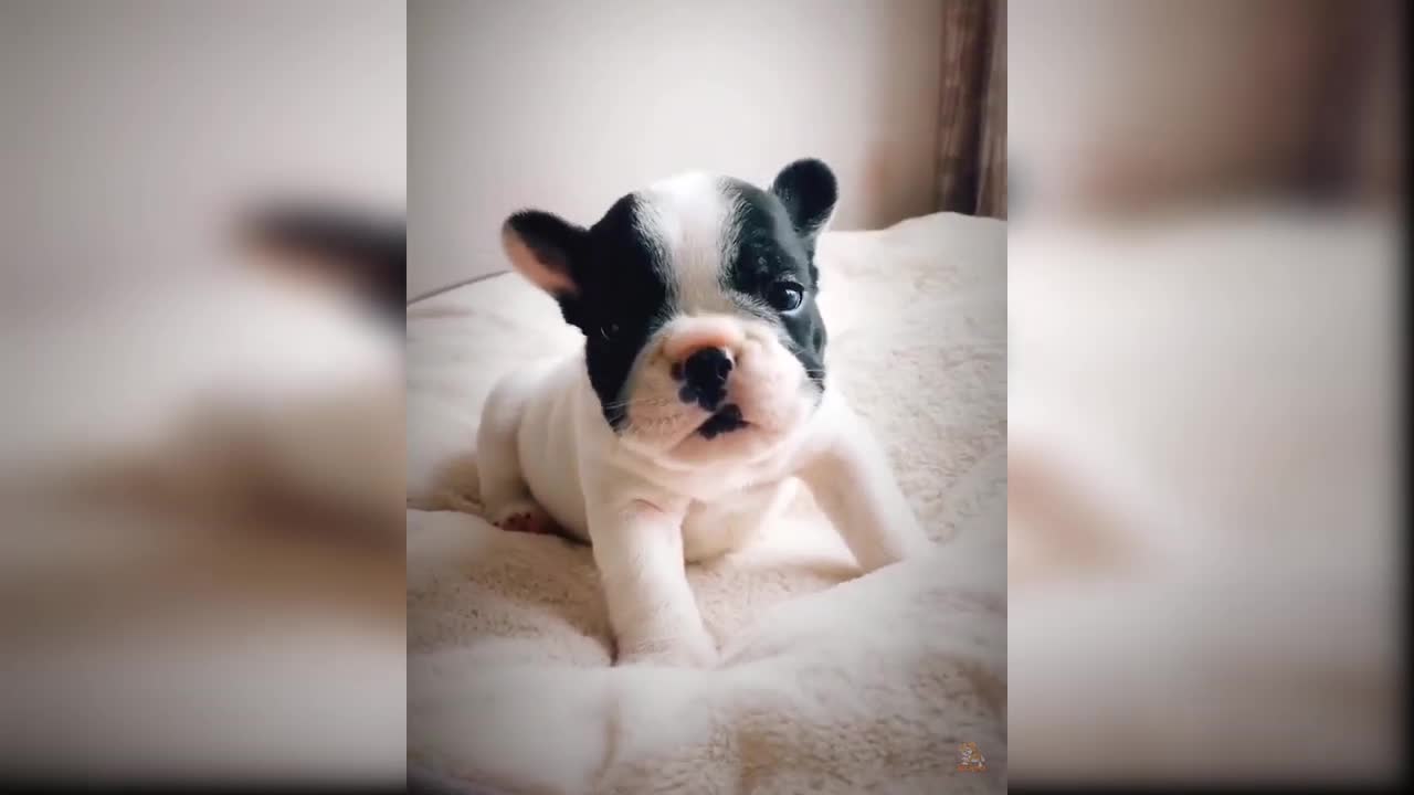 Baby Dogs - Funny and Cute Baby Dog Videos