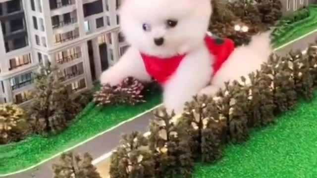 Funny Dogs from Tik Tok - Try not to laugh - Funny Dog - Funny Animals Life - Cute