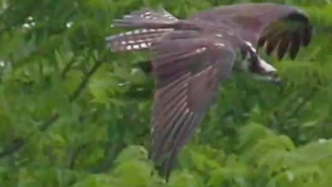 Raptor's Masterpiece_ Osprey Grabs Tree Branch for Nesting